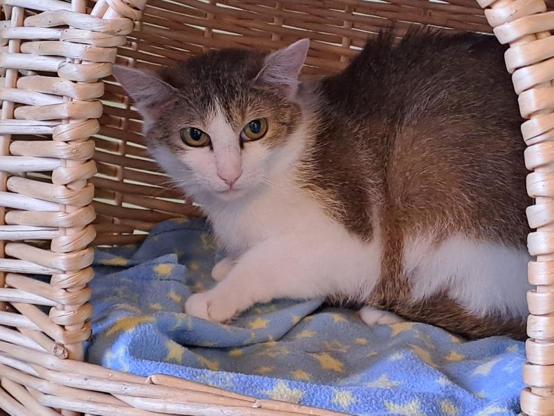 Europäische Hauskatze